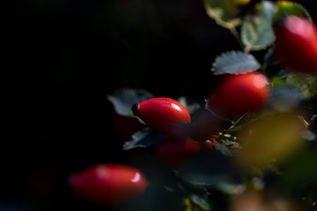 Close up portrait of rose hip, rose hep or rose haw berries still hanging on a branch inbetween the leaves of the bush of the plant ready to be harvested to make some tea or be used in a kind of food.の写真素材