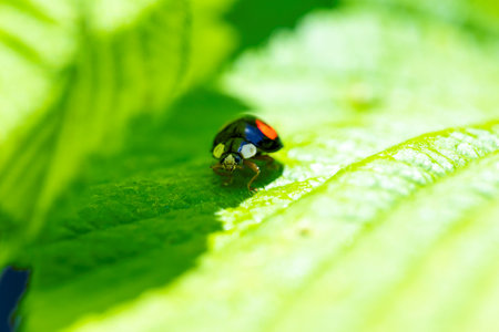 A colorful portrait of a black ladybug or coccinellidae with red spots, walking on the edge of the shadow cast by one leaf on to another on a sunny day. The insect is very useful in a garden.の写真素材