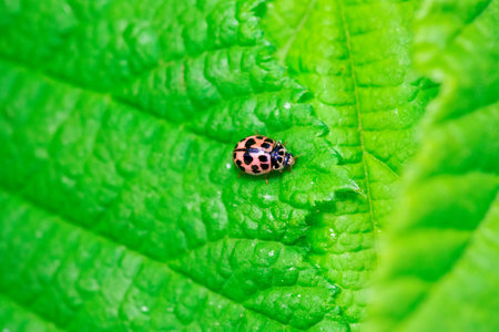 A close up portrait of an orange ladybug or coccinellidae with black spots, walking towards the edge of a green leaf which is lying over another leaf of a tree. The insect is very useful in a garden.の写真素材