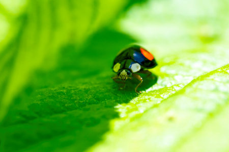 A colorful macro portrait of a black ladybug or coccinellidae with red spots, walking on the edge of the shadow cast by one leaf on to another on a sunny day. The insect is very useful in a garden.の写真素材