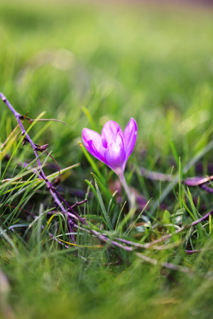 A portrait of a small purple crocus flower standing in the grass surounded by fallen twigs in a garden during spring. The plant petals are open and it is blooming.の写真素材