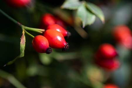 Close up portrait of rose hep, rose haw or rose hip berries still hanging on a branch inbetween the leaves of the bush of the plant ready to be harvested to make some tea or be used in a kind of food.の写真素材