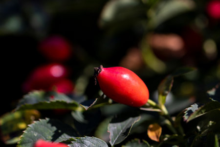 Close up portrait of a rose hip, rose hep or rose haw berry still hanging on a branch inbetween the leaves of the bush of the plant ready to be harvested to make some tea or be used in a kind of food.の写真素材
