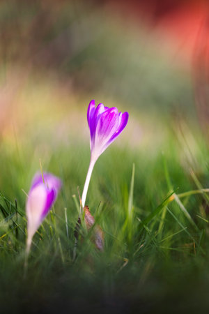 A close up vertical portrait of a small purple crocus flower standing in between a green blur of grass in a garden outside on a sunny day. The flower is blooming during springtime.の写真素材