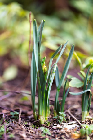 A portrait of a green daffodil plant still growing in order to sprout a beautiful flower in spring. In the middle you can see the flower bud growing.の写真素材