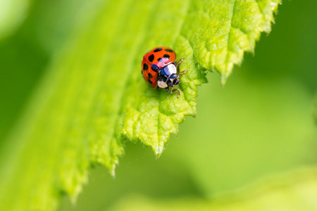 A portrait of a red ladybug or coccinellidae with black spots, walking towards the edge of a green leaf of a tree. The insect is very useful in a garden.の写真素材