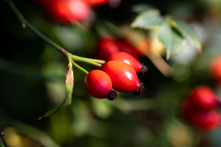 Close up portrait of rose haw, rose hip or rose hep berries still hanging on a branch inbetween the leaves of the bush of the plant ready to be harvested to make some tea or be used in a kind of food.の写真素材