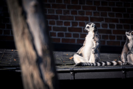 A funny horizontal portrait of a zen master ring tailed lemur. It looks like the mammal animal is meditating in the sun on a rooftop.の写真素材
