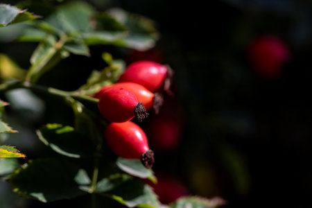Close up portrait of rose haw, rose hep or rose hip berries still hanging on a branch inbetween the leaves of the bush of the plant ready to be harvested to make some tea or be used in a kind of food.の写真素材