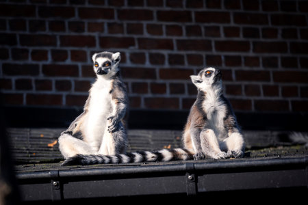 A funny portrait of two ring-tailed lemurs. One animal is very serious and it looks like it is meditating, the other mammal is looking around uninterested, lazy and bored.の写真素材