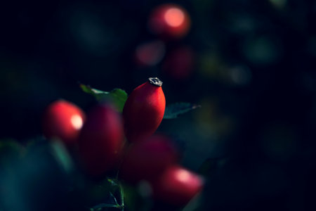 Close up portrait of a rose haw, rose hep or rose hip berry still hanging on a branch inbetween the leaves of the bush of the plant ready to be harvested to make some tea or be used in a kind of food.の写真素材