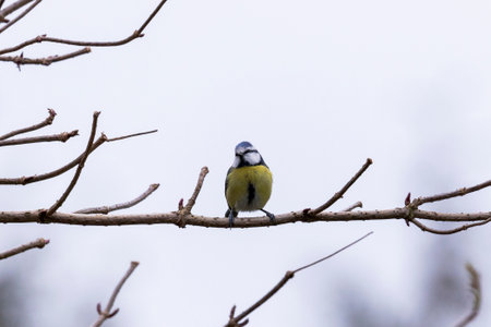 A portrait of a blue tit or cyanistes caeruleus bird sitting on a branch without leafs of a tree. The perched bird is looking around with an overcast sky behind it.の写真素材