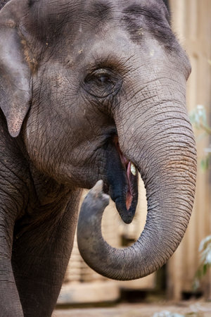 A close up portrait of a large gray elephant waving its trunk around. The herbivorous mammal animal is looking very happy.の写真素材