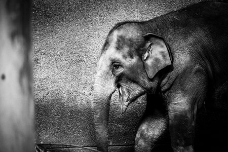 A black and white side portrait of a gray happy young elephant in a zoo in Belgium. The large herbivorous mammal animal is walking around holding some hay with its trunk.の写真素材
