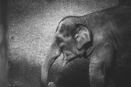 A black and white side portrait of a gray young elephant in a zoo in Belgium. The large herbivorous mammal animal is walking around holding some hay with its trunk.の写真素材
