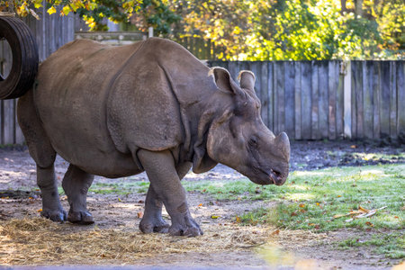 A portrait of a rhino or rhinoceros walking around in its cage in a zoo in Belgium. The animal has a horn and is looking around for a place to sleep or something to eat.の写真素材