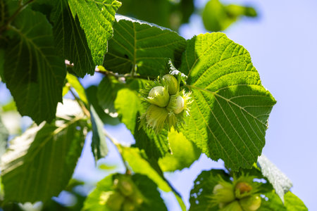 A portrait of a bunch of hazelnuts hanging from a hazel tree branch in sunlight under green leaves with a blue sky behind them. The nuts are not green and unripe and still growing.の写真素材