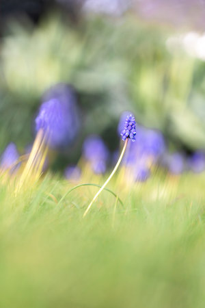 A vertical low shot closeup portrait of a blue grape hyacinth or muscari flower standing in a grass lawn of a garden in spring season on a sunny day with others of its kind blurred around it.の写真素材