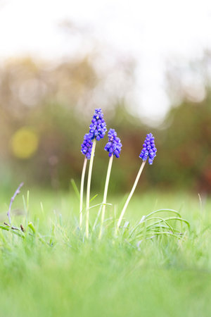 A low shot closeup vertical portrait of multiple blue grape hyacinth or muscari flowers standing in a grass lawn of a garden in spring season on an overcast day.の写真素材