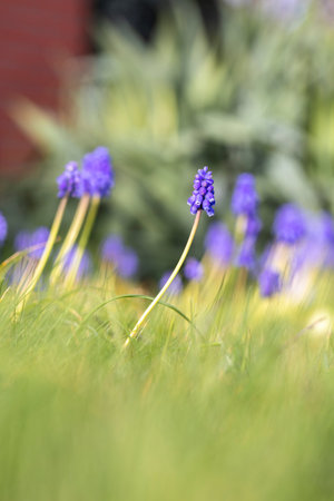 A vertical low shot closeup portrait of a blue grape hyacinth or muscari flower standing in a grass lawn of a garden in spring season on a sunny day with others of its kind in the blurred background.の写真素材
