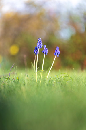 A vertical low shot closeup portrait of multiple blue grape hyacinth or muscari flowers standing in a grass lawn of a garden in spring season on a sunny day.の写真素材