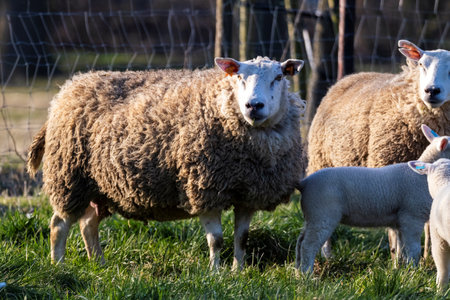An animal portrait of an adult sheep standing in a meadow or grass field inbetween its herd, which has young cute small white lambs running around between them grazing or eating grass.の写真素材