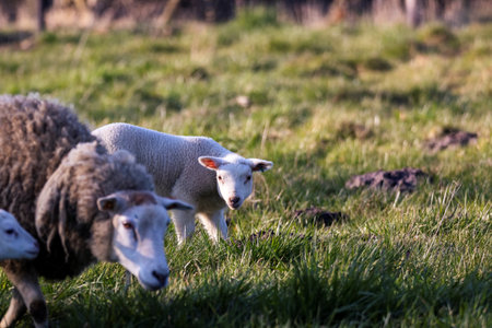 A cute animal portrait of a small white lamb standing behind its adult mother in a grass field or meadow. The young mammal is looking around on a sunny spring day.の写真素材