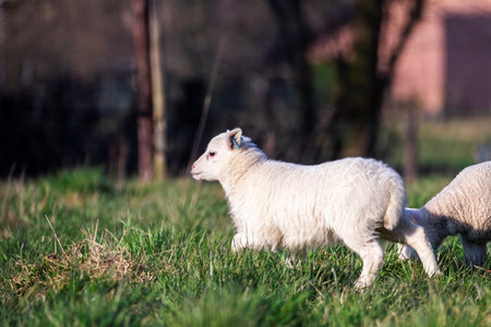 A cute animal portrait of a small white lamb standing and running around in a grass field or meadow during a sunny spring day. The young mammal is having some fun.の写真素材