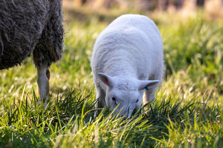 A cute animal closeup portrait of the head of a white small lamb grazing on a grass field or meadow during a sunny spring day. The young mammal is eating green grass.の写真素材