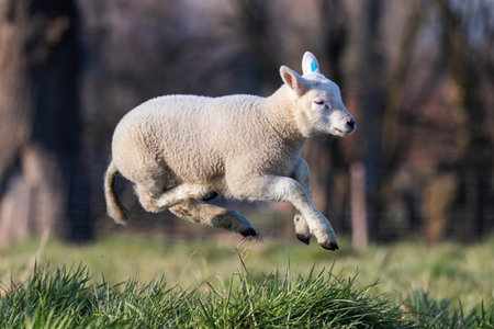 A cute animal Portrait of a small little white lamb playfully jumping around in a grass field or meadow having fun. the young mammal is grazing on a sunny spring day.の写真素材