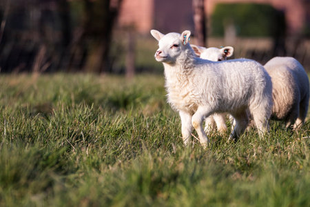 A cute animal portrait of some alarmed white small lambs standing in a meadow or grass field during a sunny spring day. The young mammal is looking around.の写真素材