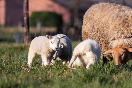 A cute animal portrait of a couple of white small lambs running and playing around a brown wooly adult sheep in a grass field or meadow during a sunny spring day. The young mammals are having fun.の写真素材