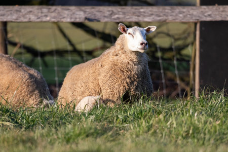 A portrait of an ewe mother sheep with a small lamb next to it standing in a grass field or Meadow,...