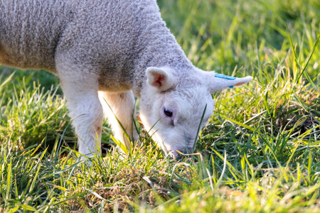 A cute animal closeup portrait of the head of a small white lamb grazing on a grass field or meadow during a sunny spring day. The young mammal is eating green grass.の写真素材