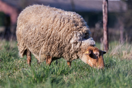 An animal portrait of a brown wooly adult sheep grazing in a grass field or meadow during a sunny spring day. The mammal is eating green grass.の写真素材