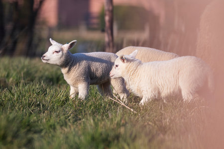 A portrait of a couple of white lambs standing in a grass field or meadow looking around. The cute young mammals are enjoying the sun during a spring day.の写真素材
