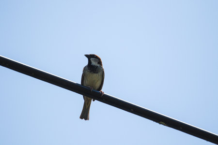 A portrait of a house sparrow or passer domesticus sitting on a high voltage electrical wire looking around. The bird has brown, white and black feathers.の写真素材