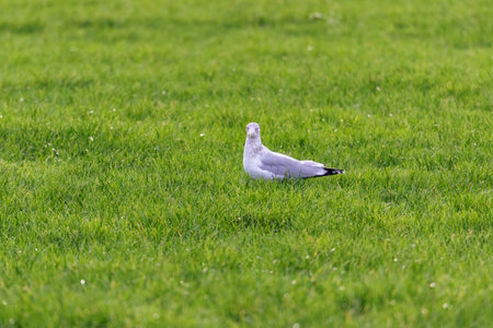 A side portrait of a white mew, seagull or gull seabird sitting in the green grass of a meadow on the countryside. The feathered animal is looking around searching for food.の写真素材
