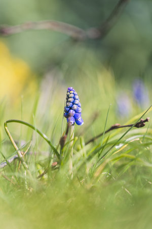 A close up portrait of a single blue grape or muscari hyacinth flower standing tall in the blurry green of the grass in a garden.の写真素材