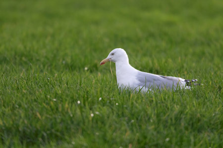 A portrait of the side of a white gull, mew or seagull seabird sitting in the green grass of a meadow on the countryside. The feathered animal is looking straight searching for food.の写真素材