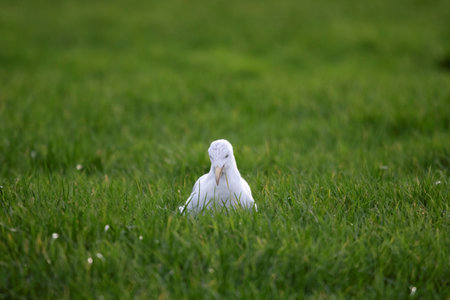 A closeup portrait of a white seagull, mew or gull seabird sitting in the green grass of a meadow on the countryside. The feathered animal is looking around searching for food.の写真素材