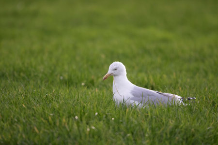 A closeup portrait of the side of a white gull, mew or seagull seabird sitting in the green grass of a meadow on the countryside. The feathered animal is looking straight searching for food.の写真素材