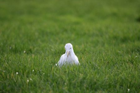 A portrait of a white seagull, mew or gull seabird sitting in the green grass of a meadow on the countryside. The feathered animal is looking around searching for food.の写真素材
