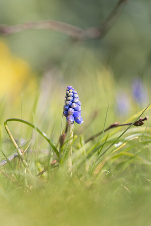 A close up portrait of a single blue muscari or grape hyacinth flower standing tall in the blurry green of the grass in a garden.の写真素材