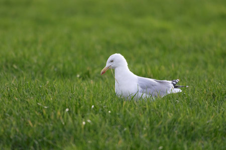 A closeup portrait of the side of a white seagull, mew or gull seabird sitting in the green grass of a meadow on the countryside. The feathered animal is looking straight searching for food.の写真素材