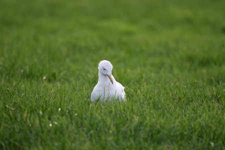 A closeup of a white seagull, mew or gull seabird sitting in the green grass of a meadow on the countryside. The feathered animal is looking around searching for food.の写真素材