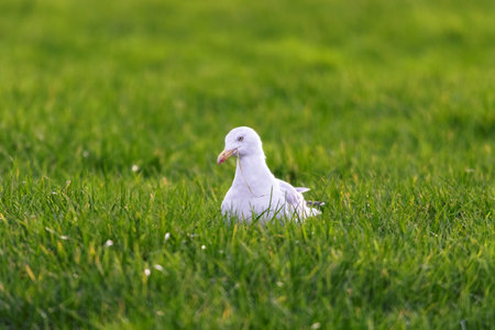 A front closeup portrait of a white gull, mew or seagull seabird sitting in the green grass of a meadow on the countryside. The feathered animal is looking around searching for food.の写真素材