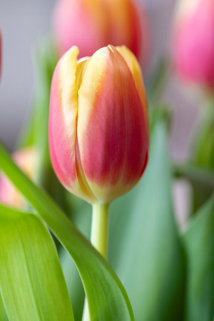 A portrait of a single flowered tullip standing indoors in between others of its kind. The red and yellow spring flower is standing straight up.の写真素材