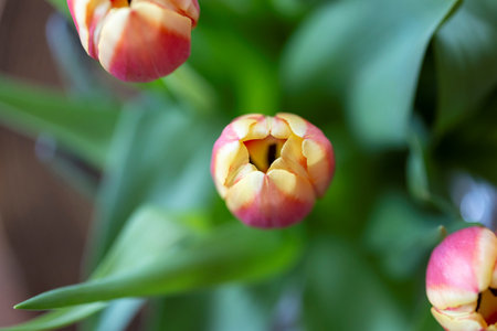 A close up of an almost closed vibrant red and yellow tulip with lush green leaves, set against a softly blurred background containing others of its kind, capturing the beauty of spring.の写真素材