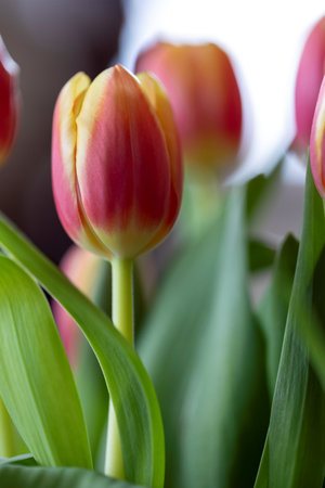 A close-up portrait of a vibrant red and yellow tulip with lush green leaves, set against a softly blurred background containing others of its kind, capturing the beauty of spring.の写真素材